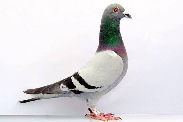 信鴿是怎么送信的？ 信鴿飼料配方