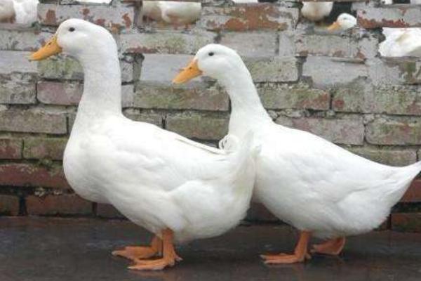 肉鴨多少天出欄？ 養殖肉鴨的利潤高嗎