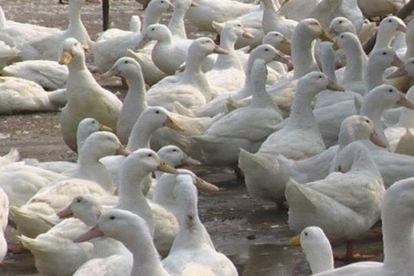 肉鴨多少天出欄? 養殖肉鴨的利潤高嗎