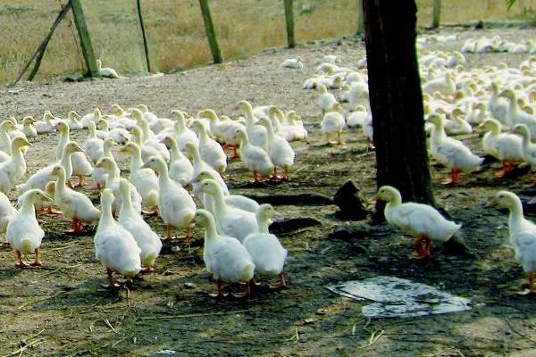 肉鴨多少天出欄? 養殖肉鴨的利潤高嗎