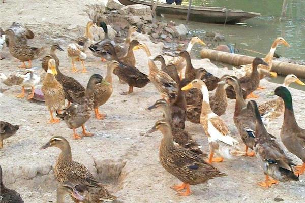 肉鴨多少天出欄? 養殖肉鴨的利潤高嗎