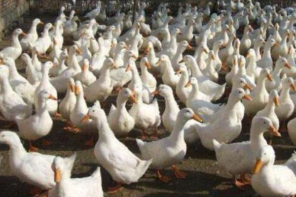 肉鴨多少天出欄? 養殖肉鴨的利潤高嗎