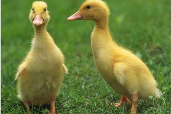肉鴨苗價格多少錢一只？ 怎么挑選好的肉鴨苗