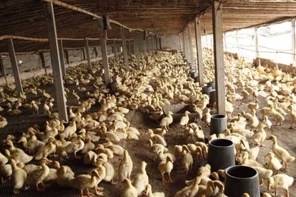 肉鴨養殖大棚建設方案 肉鴨大棚養殖的管理技術