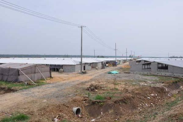 肉鴨養殖大棚建設方案 肉鴨大棚養殖的管理技術