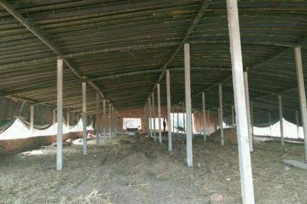 肉鴨養殖大棚建設方案 肉鴨大棚養殖的管理技術