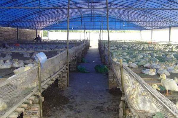 肉鴨養殖大棚建設方案 肉鴨大棚養殖的管理技術