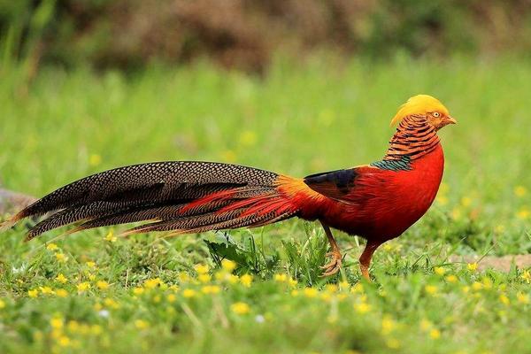 錦雞圖片大全 錦雞是什么