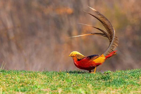 紅腹錦雞苗多少錢一只？ 紅腹錦雞怎么繁殖與孵化