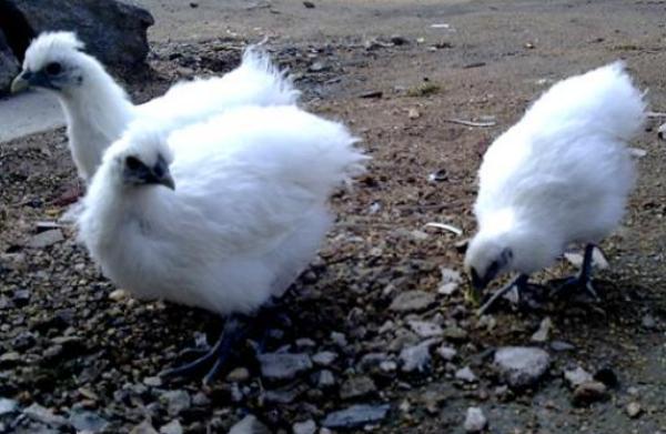 烏雞苗價(jià)格多少錢一只？ 烏雞苗怎么養(yǎng)