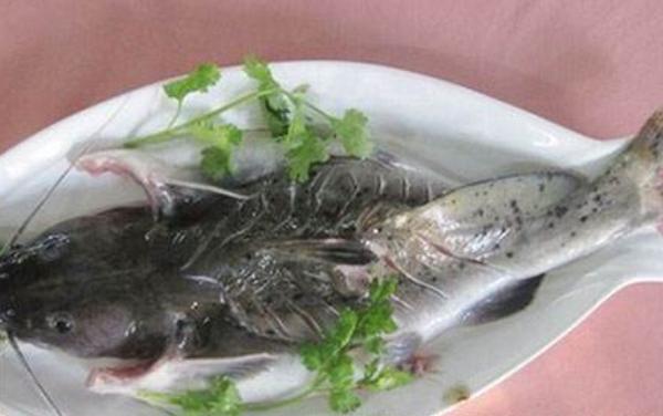 芝麻劍魚多少錢一斤？ 什么是芝麻劍魚