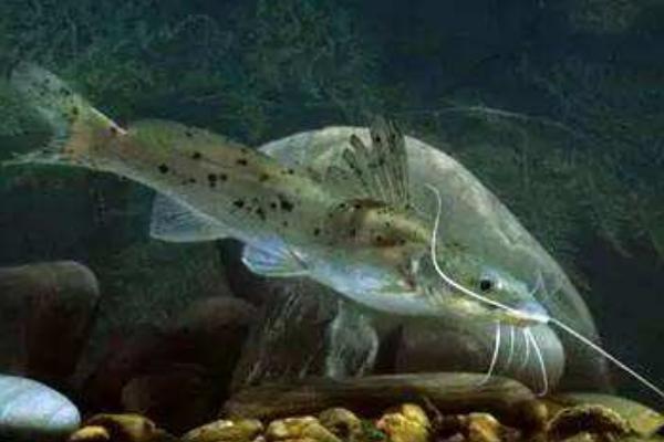 芝麻劍魚多少錢一斤？ 什么是芝麻劍魚