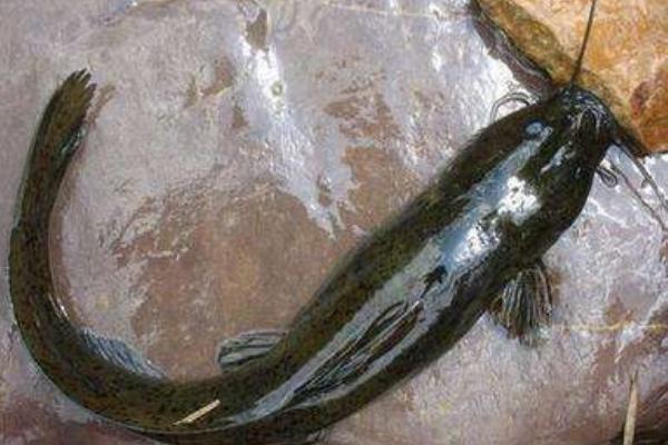 芝麻劍魚多少錢一斤？ 什么是芝麻劍魚