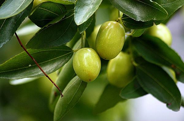 夢見棗樹上結(jié)了好多棗是什么意思 女人夢到棗樹摘棗吃有什么預兆