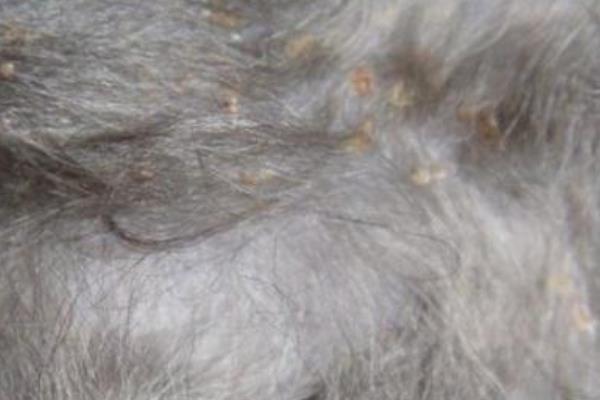 夢見頭上長虱子是什么意思 女人夢到頭上長滿虱子有什么預兆