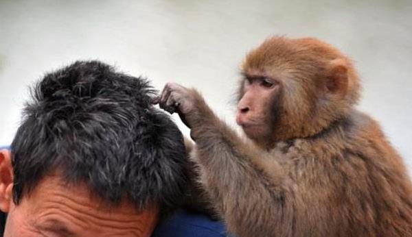 夢見頭上長虱子是什么意思 女人夢到頭上長滿虱子有什么預兆