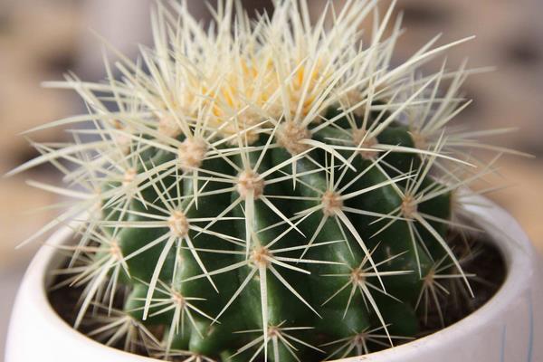 仙人球的擺放風水 靈璧石擺放的風水