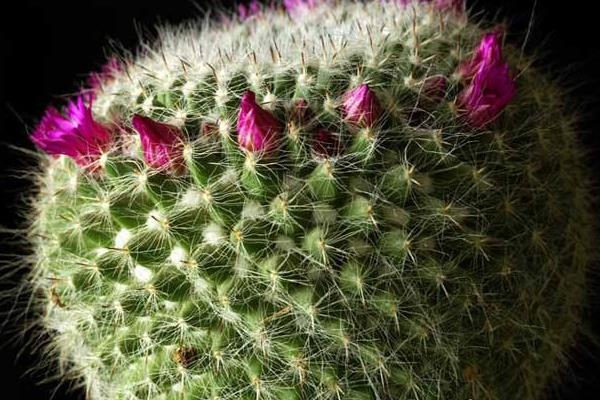 仙人球的擺放風(fēng)水 靈璧石擺放的風(fēng)水