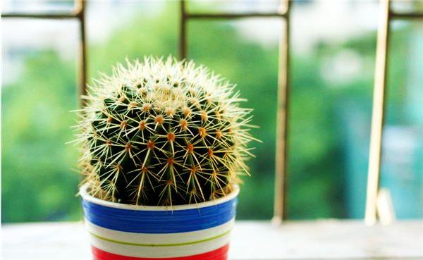 仙人球的擺放風(fēng)水 靈璧石擺放的風(fēng)水