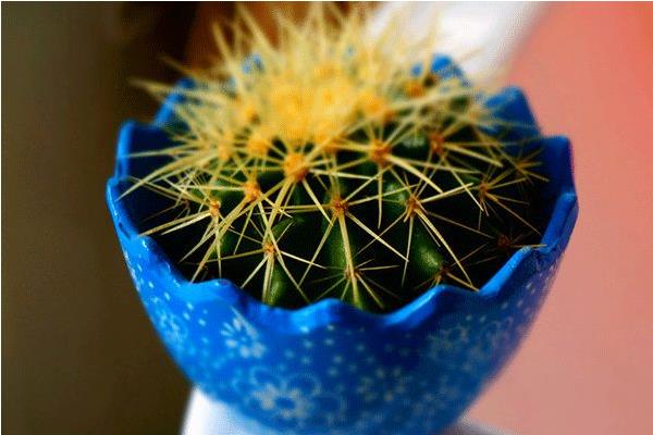 仙人球的擺放風(fēng)水 靈璧石擺放的風(fēng)水