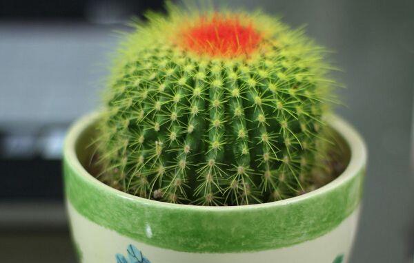 仙人球的擺放風(fēng)水 靈璧石擺放的風(fēng)水