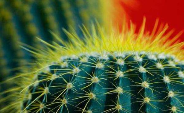 仙人球的擺放風(fēng)水 靈璧石擺放的風(fēng)水