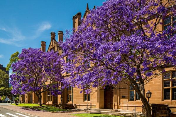 藍(lán)花楹圖片大全 藍(lán)花楹花語及寓意