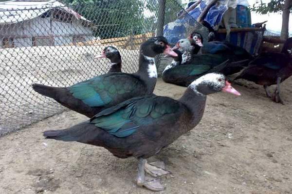 火鴨圖片大全 火鴨簡介