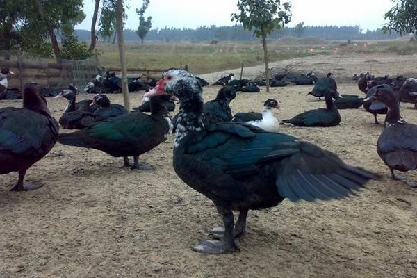 火鴨市場價格多少錢一斤 火鴨有什么功效作用