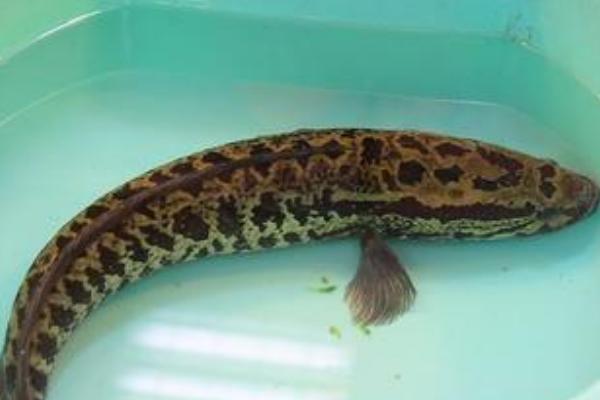 七星魚的功效與作用 七星魚有毒嗎