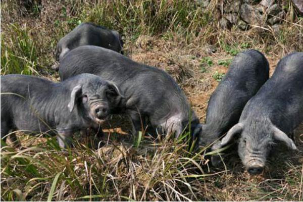 黑豬肉市場價格多少錢一斤 黑豬的養殖技術