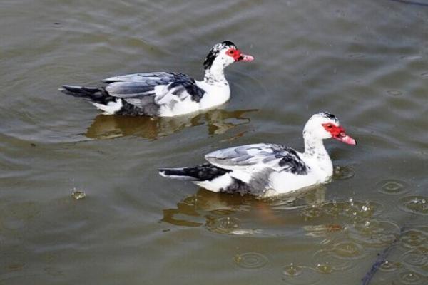 鴛鴦鴨養殖技術與注意事項