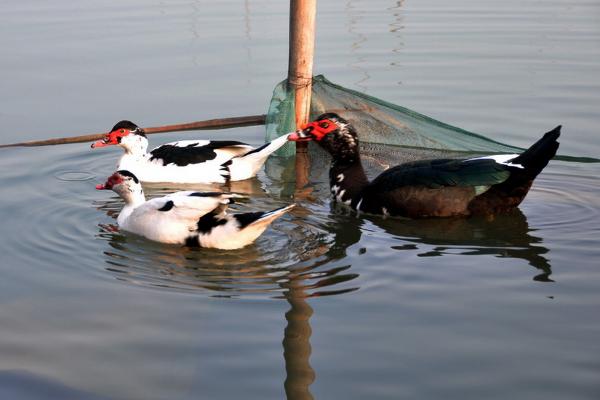鴛鴦鴨養殖技術與注意事項