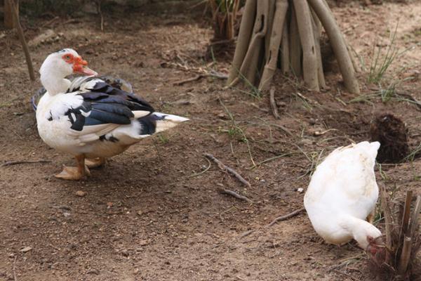 鴛鴦鴨養殖技術與注意事項