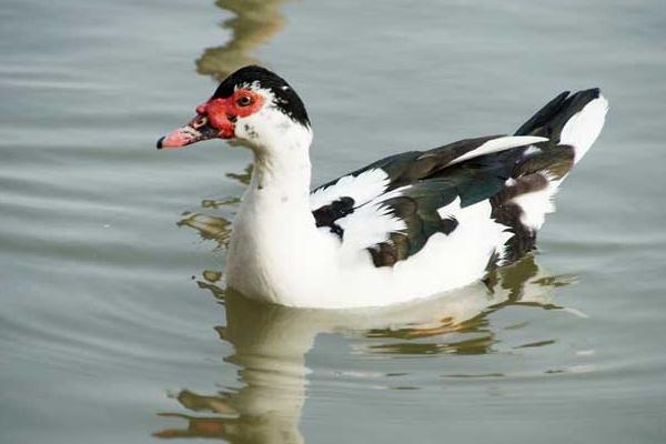 鴛鴦鴨養殖技術與注意事項