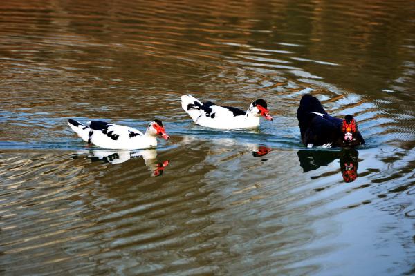 鴛鴦鴨養殖技術與注意事項