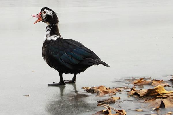 鴛鴦鴨市場價格多少錢一斤 鴛鴦鴨的生長習(xí)性