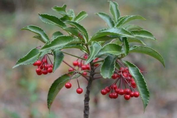 朱砂根果實功效與作用及禁忌 朱砂根藥用價值
