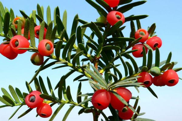 紅豆杉樹苗市場價格多少錢一棵 紅豆杉怎么養(yǎng)長得快