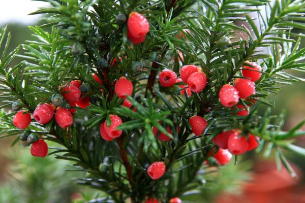 曼地亞紅豆杉公母怎么區別 曼地亞紅豆杉的養殖方法