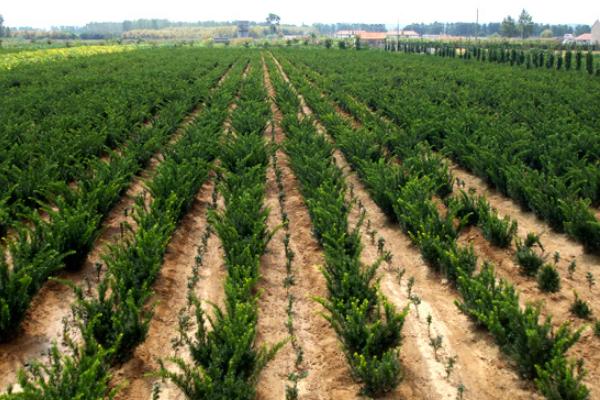 曼地亞紅豆杉公母怎么區別 曼地亞紅豆杉的養殖方法