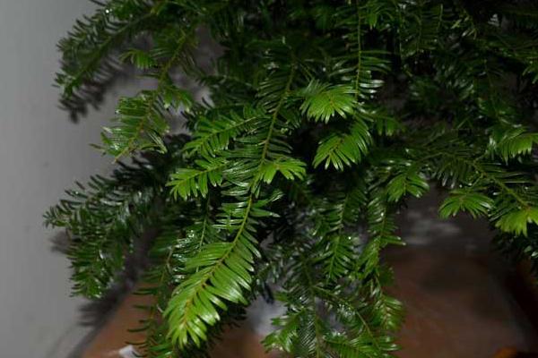 曼地亞紅豆杉公母怎么區別 曼地亞紅豆杉的養殖方法