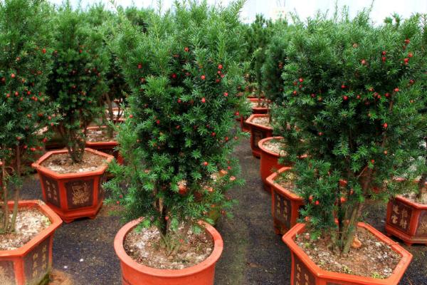 曼地亞紅豆杉公母怎么區別 曼地亞紅豆杉的養殖方法