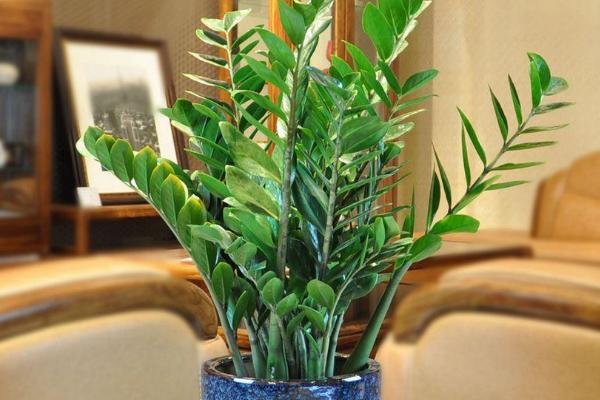 金錢樹市場價格多少錢一盆 金錢樹怎樣修剪