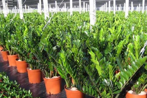 金錢樹市場價格多少錢一盆 金錢樹怎樣修剪