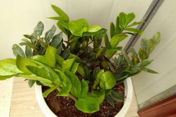 金錢樹市場價格多少錢一盆 金錢樹怎樣修剪