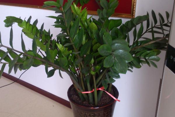 金錢樹市場價格多少錢一盆 金錢樹怎樣修剪