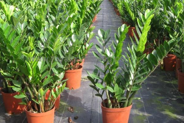 金錢樹市場價格多少錢一盆 金錢樹怎樣修剪