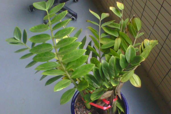 金錢樹市場價格多少錢一盆 金錢樹怎樣修剪