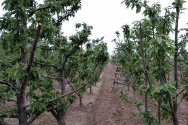 櫻桃樹的種植與管理技術 櫻桃樹的修剪方法